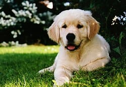 Golden_Retriever