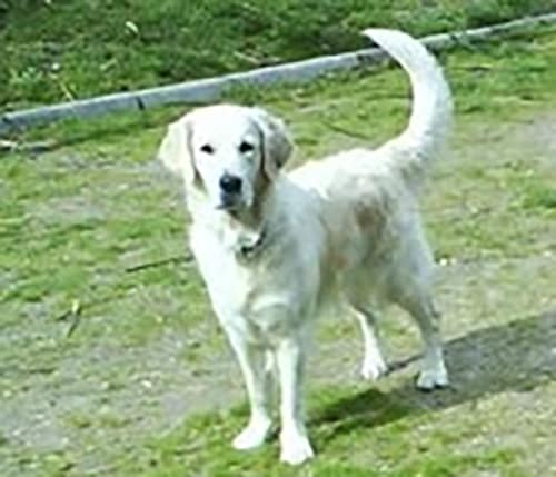 Alimentación Para Perros Golden Retrievers